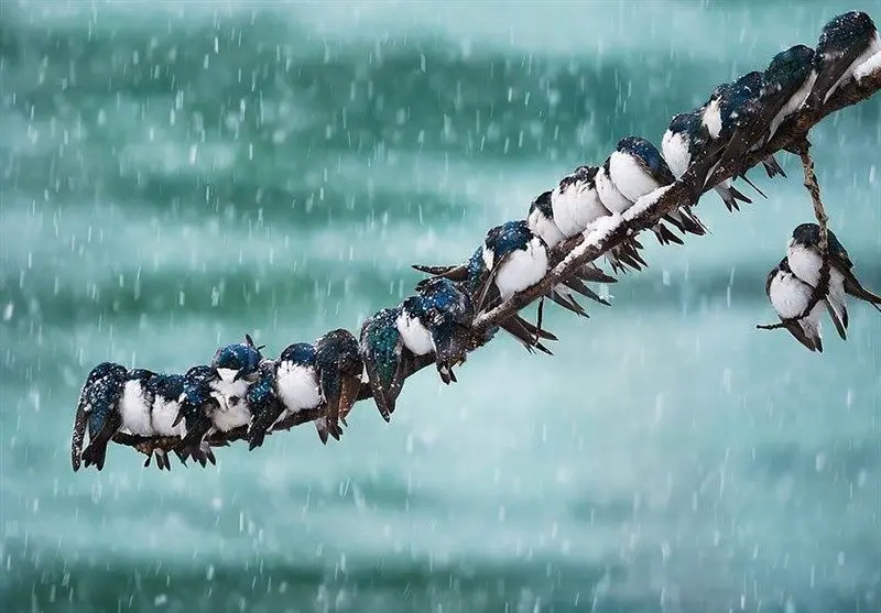 زمستان بی‌سابقه ایران؛ کاهش ۹۹ درصدی پوشش برف در ارتفاعات