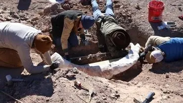 کنده درخت، گنج ۱۲ هزار ساله