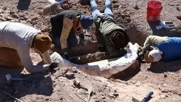 کنده درخت، گنج ۱۲ هزار ساله