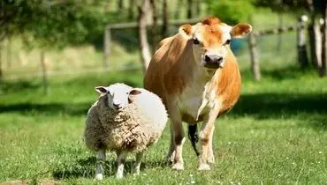 قیمت دام زنده در بازار امروز شنبه ۱۹ مهر ۱۴۰۴ + جدول