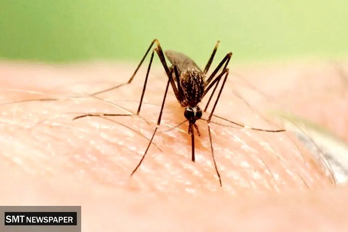 فرش قرمز مدیریت شهری برای پشه آئدس