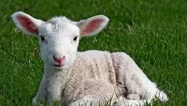 قیمت دام زنده امروز چهارشنبه ۹ مهر ۱۴۰۴ + جدول