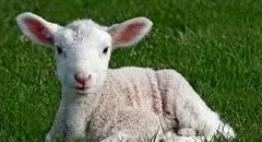 قیمت دام زنده امروز چهارشنبه ۹ مهر ۱۴۰۴ + جدول