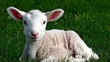 قیمت دام زنده امروز چهارشنبه ۹ مهر ۱۴۰۴ + جدول