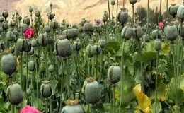 افزایش نگرانی‌ها از کشت غیرقانونی مواد مخدر در برخی مناطق کشور