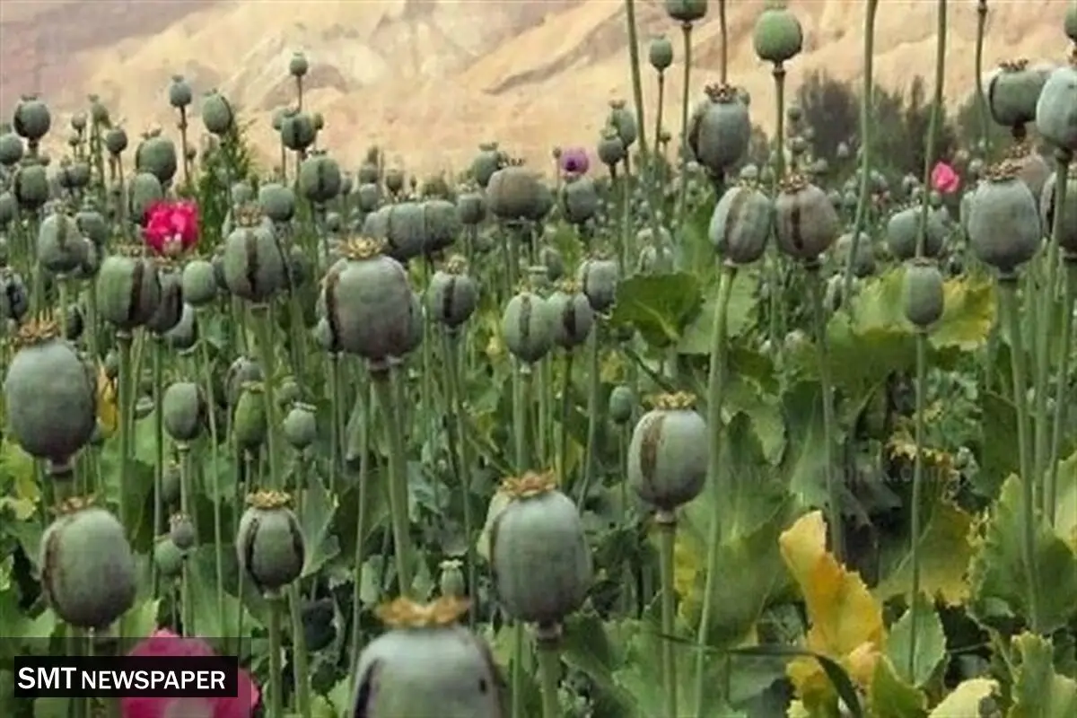 افزایش نگرانی‌ها از کشت غیرقانونی مواد مخدر در برخی مناطق کشور
