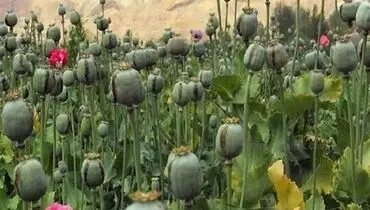 افزایش نگرانی‌ها از کشت غیرقانونی مواد مخدر در برخی مناطق کشور
