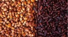 ایران سالانه به‌طور متوسط ۱.۳ میلیون تن خرما تولید می‌کند