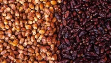 ایران سالانه به‌طور متوسط ۱.۳ میلیون تن خرما تولید می‌کند