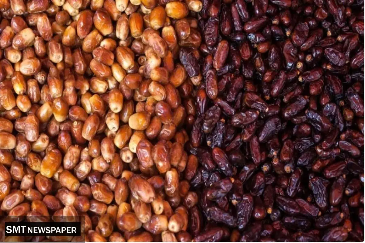 ایران سالانه به‌طور متوسط ۱.۳ میلیون تن خرما تولید می‌کند