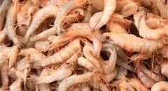 تولید میگو در کشور افزایش یافت