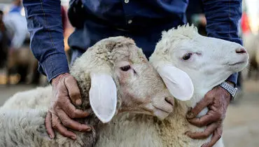 افزایش قیمت دام زنده امروز دوشنبه ۲۴ آذر ۱۴۰۴ + جدول