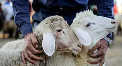 افزایش قیمت دام زنده امروز دوشنبه ۲۴ آذر ۱۴۰۴ + جدول