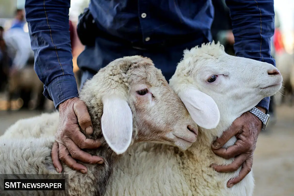 افزایش قیمت دام زنده امروز دوشنبه ۲۴ آذر ۱۴۰۴ + جدول