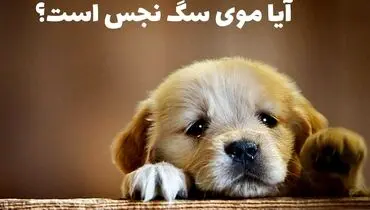 احکام شرعی چسبیدن موی سگ روی لباس نمازگزار 