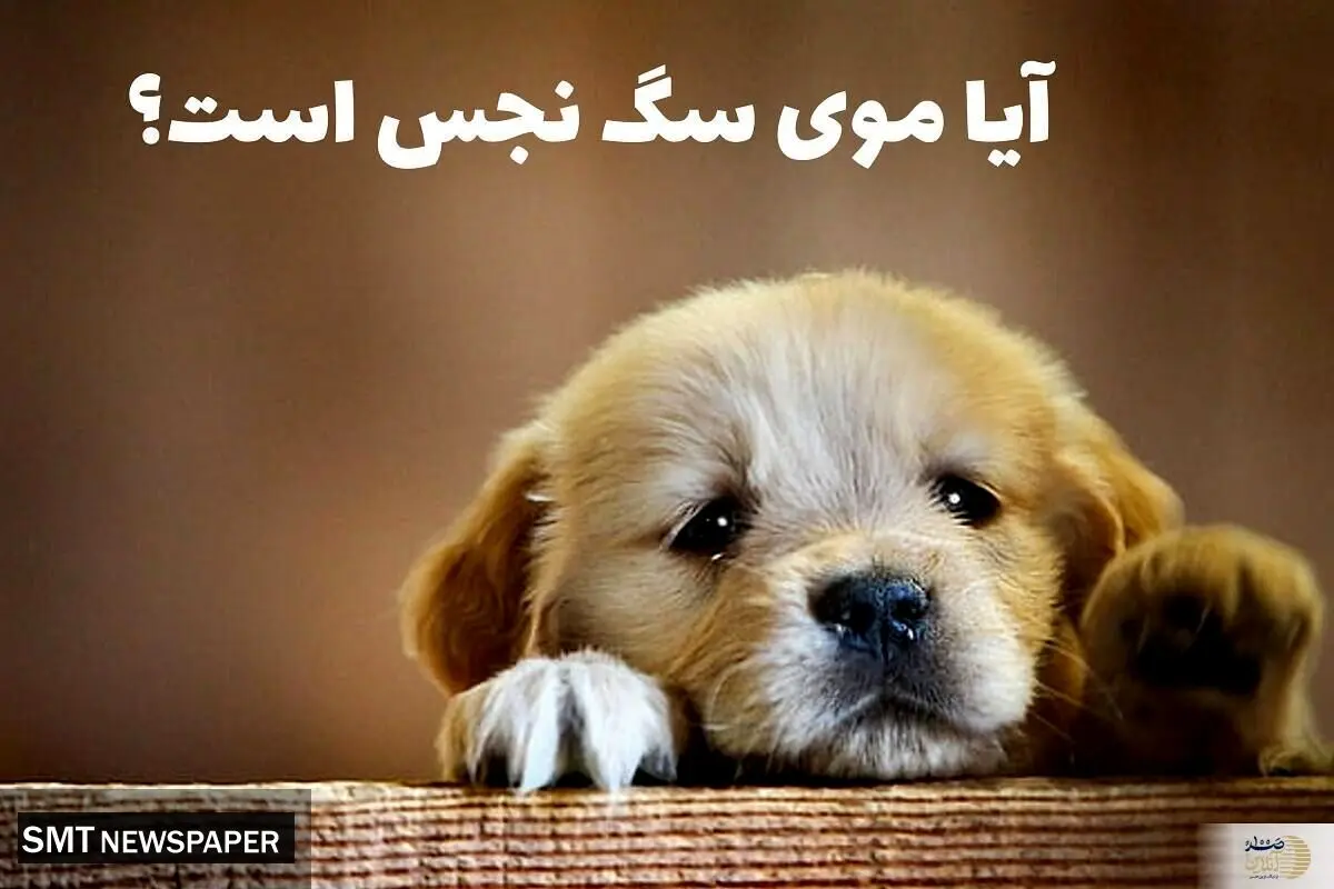 احکام شرعی چسبیدن موی سگ روی لباس نمازگزار 