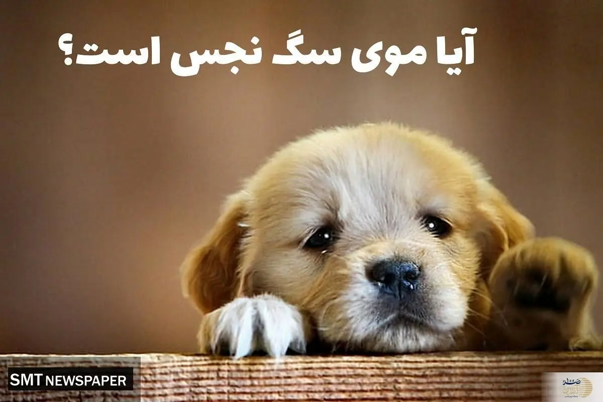 احکام شرعی چسبیدن موی سگ روی لباس نمازگزار