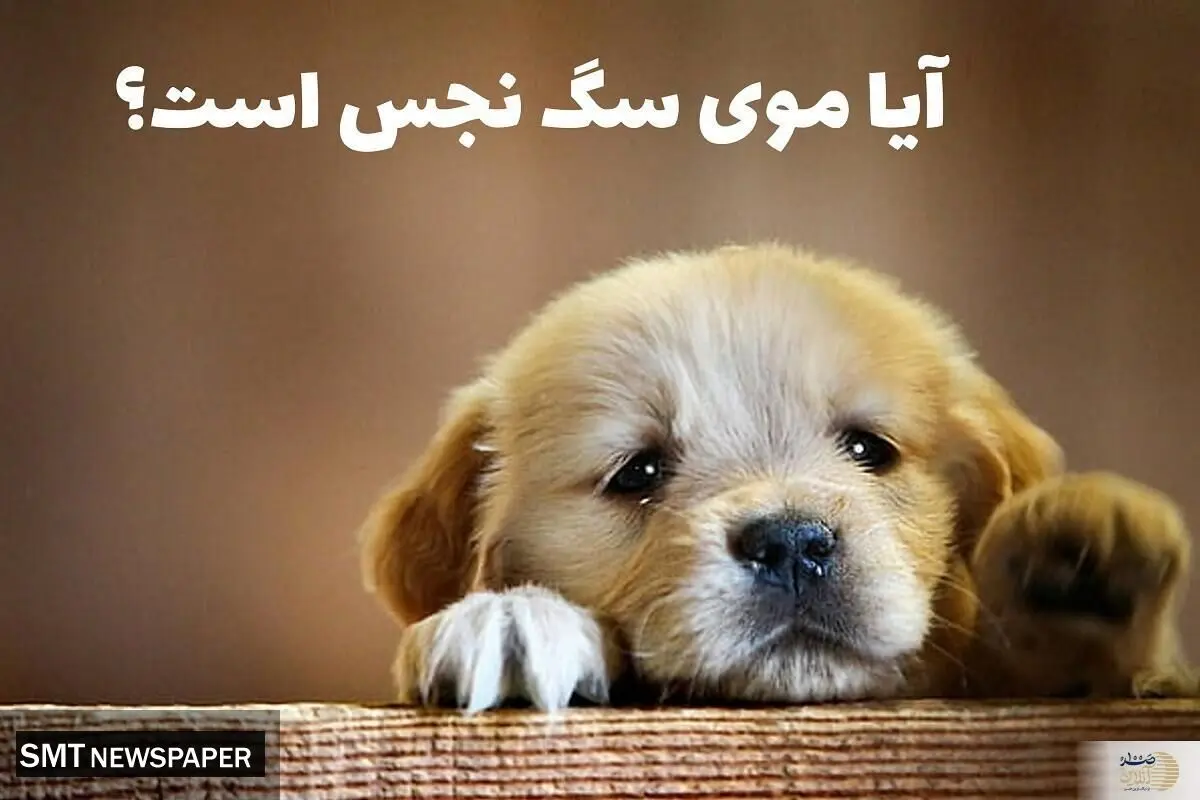 احکام شرعی چسبیدن موی سگ روی لباس نمازگزار 