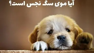 احکام شرعی چسبیدن موی سگ روی لباس نمازگزار 
