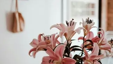 عمر گل لیلیوم