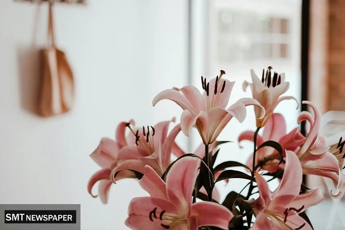 عمر گل لیلیوم