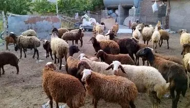قیمت دام زنده امروز یکشنبه ۲۳ شهریور ۱۴۰۴ + جدول