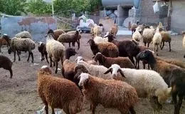قیمت دام زنده امروز یکشنبه ۲۳ شهریور ۱۴۰۴ + جدول