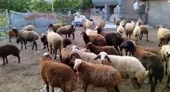 قیمت دام زنده امروز یکشنبه ۲۳ شهریور ۱۴۰۴ + جدول