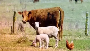 قیمت دام زنده در بازار امروز سه‌شنبه ۲۰ آبان ۱۴۰۴ + جدول