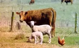 قیمت دام زنده امروز ۲۸ بهمن 1404 + جدول