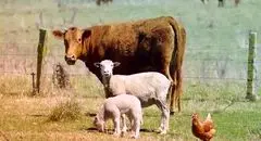 نوسانات قیمت دام زنده در ۱۳ آبان / جدول کامل