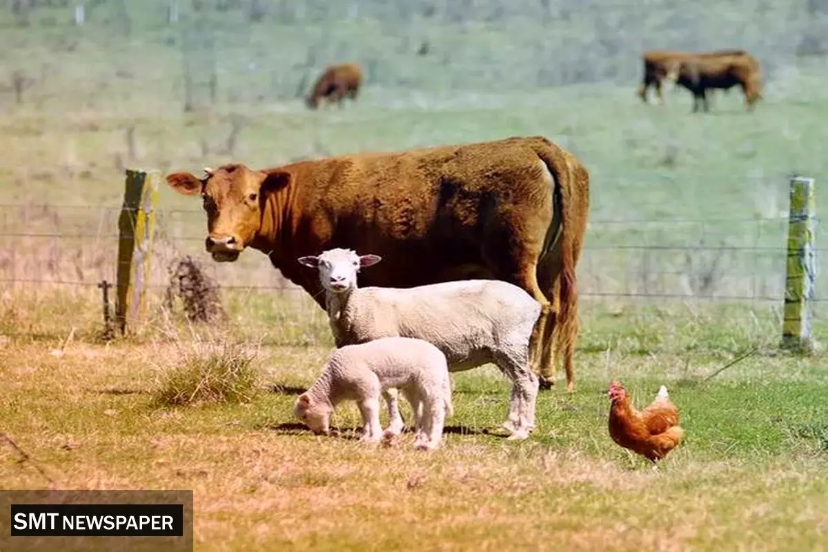 نوسانات قیمت دام زنده در ۱۳ آبان / جدول کامل