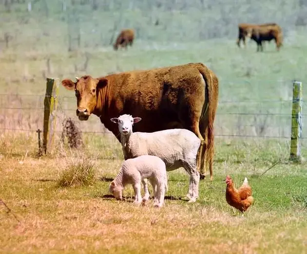 قیمت دام زنده امروز سه‌شنبه ۱۳ آبان ۱۴۰۴ + جدول