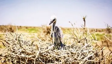 عطش در گلو، خستگی در بال