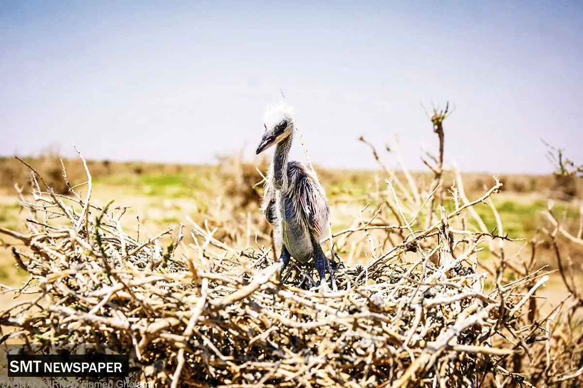 عطش در گلو، خستگی در بال