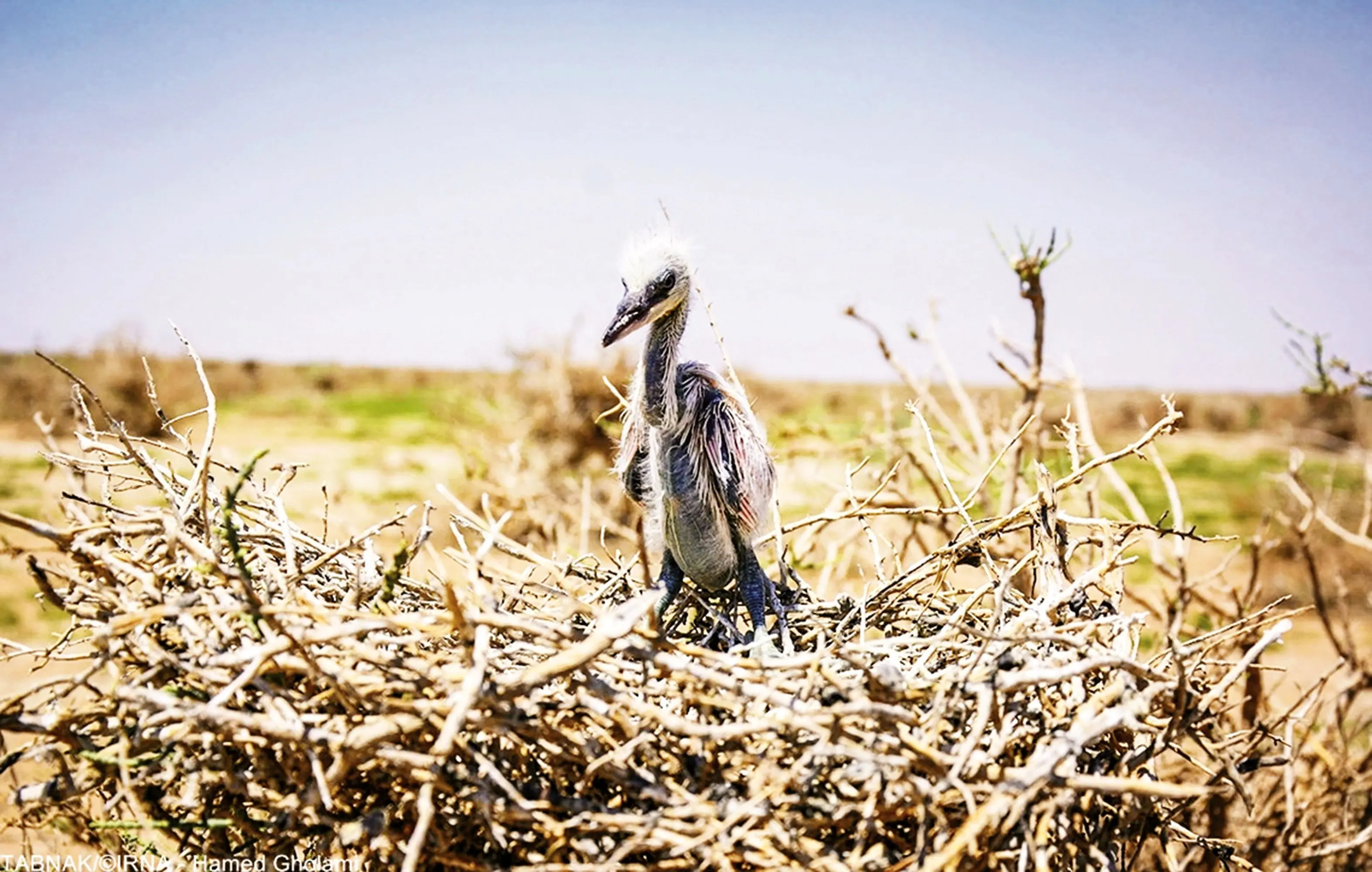 عطش در گلو، خستگی در بال