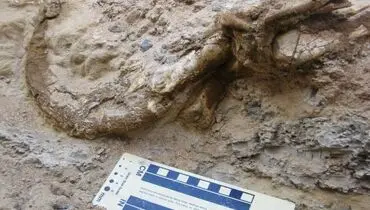 پیدایش گونه جدیدی از دایناسورهای دو انگشتی در صحرای مغولستان