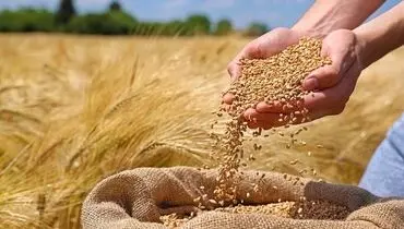 رئیس بنیاد ملی گندمکاران : اجرای بیمه اجباری پرخطر گندم را وظیفه دولت برشمرد