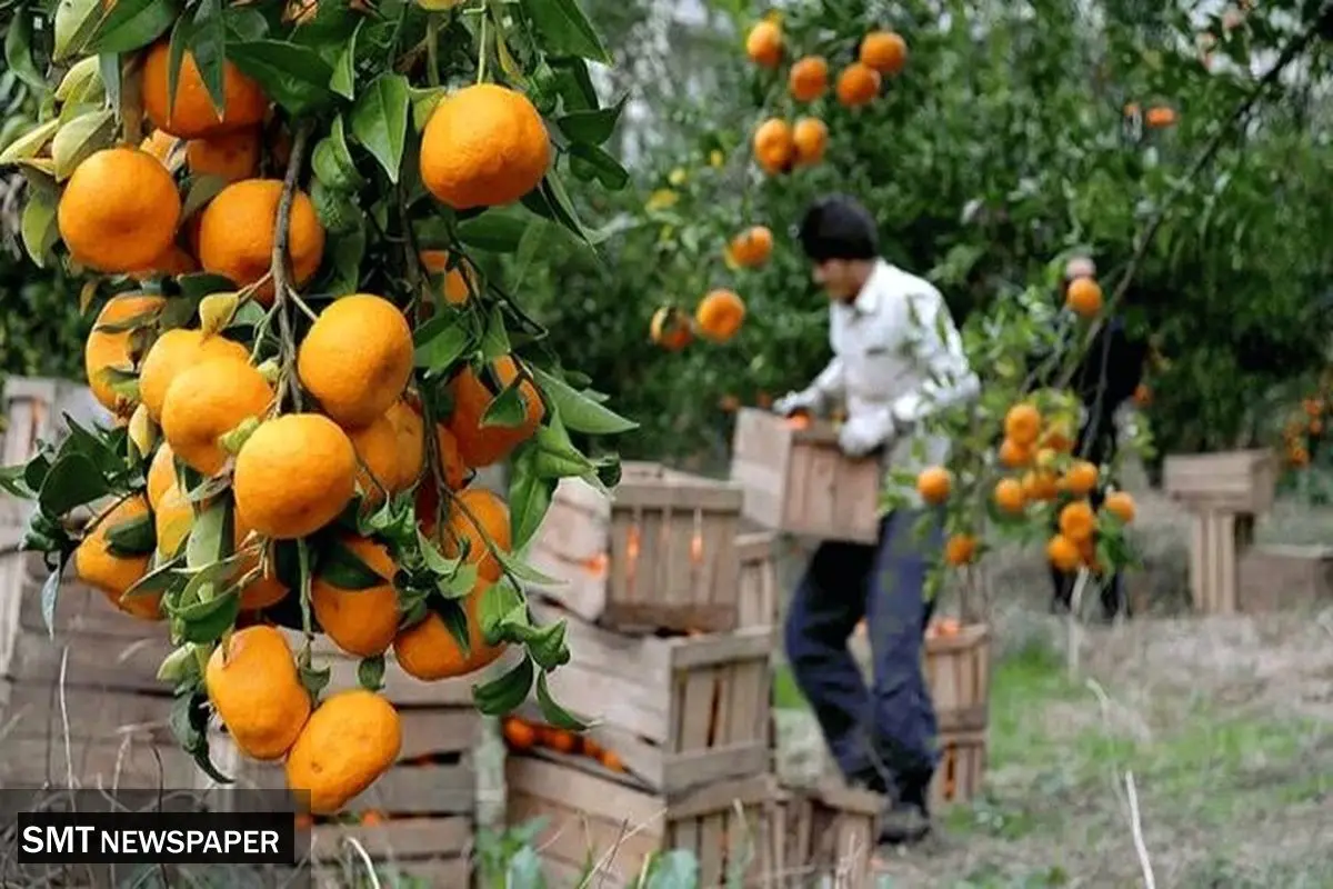 ذخیره سازی ۱۷ هزار تن مرکبات برای تنظیم بازار شب عید در شهرستان !