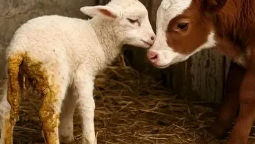 کاهش قیمت دام زنده امروز یکشنبه ۱۱ آبان ۱۴۰۴ + جدول