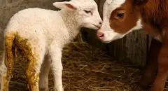 کاهش قیمت دام زنده امروز یکشنبه ۱۱ آبان ۱۴۰۴ + جدول